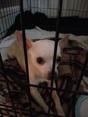 Safe Chihuahua in Vineland, NJ