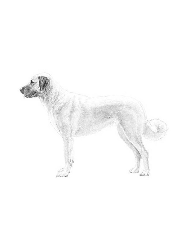 Safe Anatolian Shepherd Dog in West Chester, OH