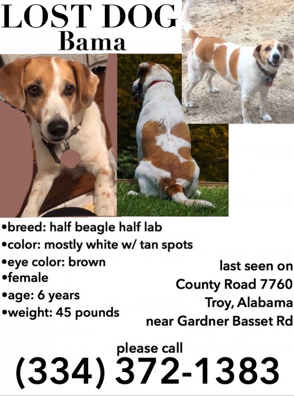 Safe Beagle in Troy, AL