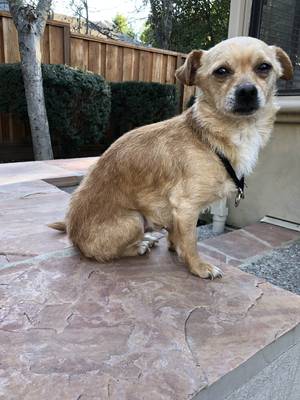 Safe Chihuahua in Pleasant Hill, CA
