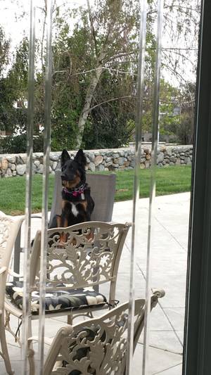 Safe German Shepherd Dog in Rancho Cucamonga, CA US