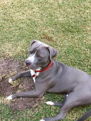 Safe American Staffordshire Terrier in Columbia, SC US