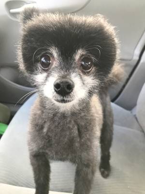 Safe Chihuahua in Concord, CA