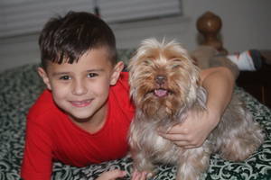 Safe Yorkshire Terrier in Plano, TX US