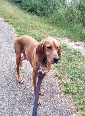 Safe Redbone Coonhound in Holly Springs, NC