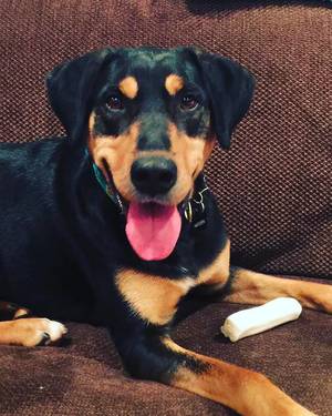 Safe Black and Tan Coonhound in Saint James, NY