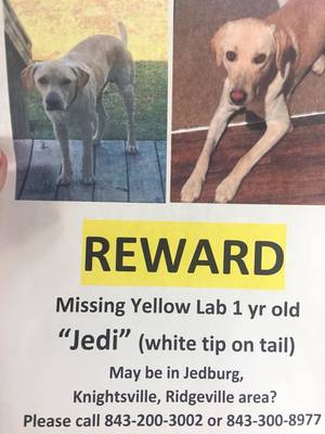 Safe Labrador Retriever in Summerville, SC