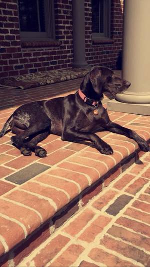 Safe German Shorthaired Pointer in Shelby, NC