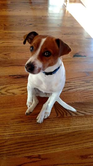 Safe Jack Russell Terrier in Signal Mountain, TN