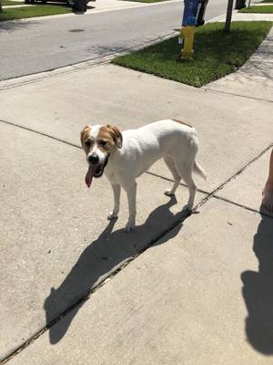Safe American Foxhound in Riverview, FL
