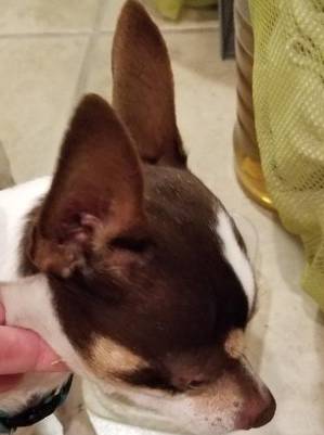 Safe Chihuahua in San Antonio, FL