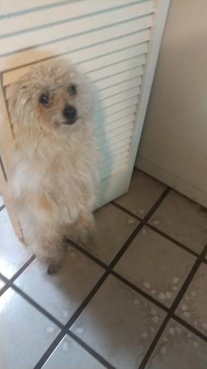 Safe Mutt in Humble, TX