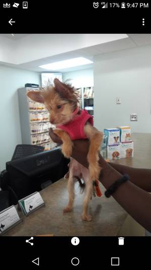 Safe Chihuahua in Suffolk, VA