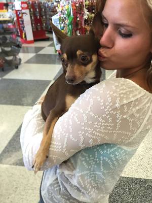 Safe Chihuahua in Savannah, GA