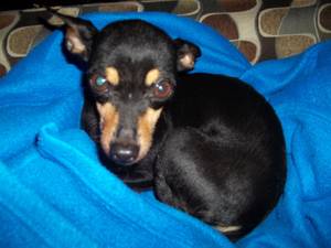 Safe Chihuahua in New Port Richey, FL