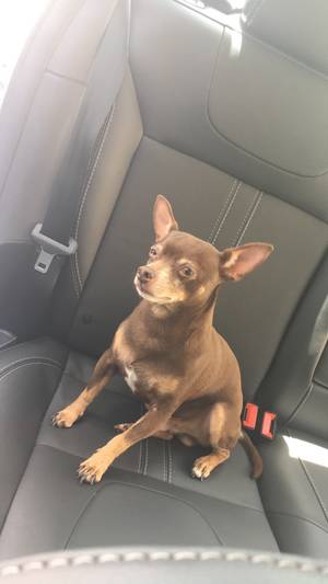 Safe Chihuahua in Manassas, VA