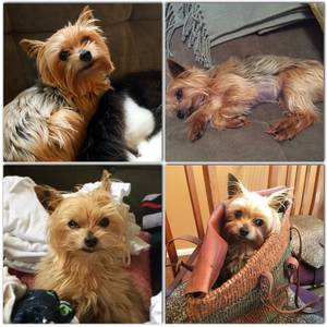 Safe Yorkshire Terrier in Seattle, WA