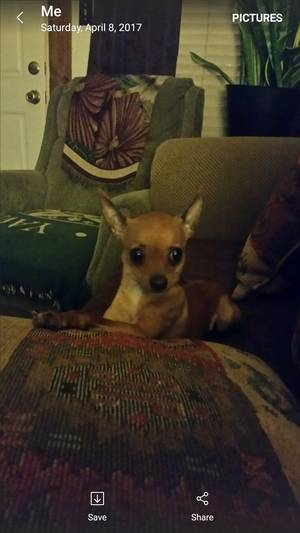 Safe Chihuahua in Prescott, AZ