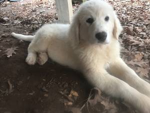 Safe Great Pyrenees in Griffin, GA