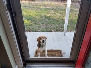 Safe Beagle in Pikeville, TN