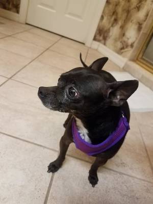 Safe Chihuahua in Valrico, FL