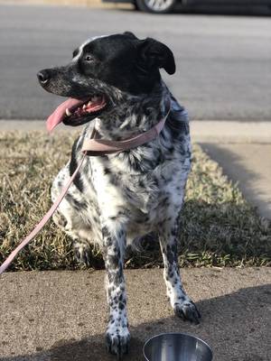 Safe Mutt in Euless, TX