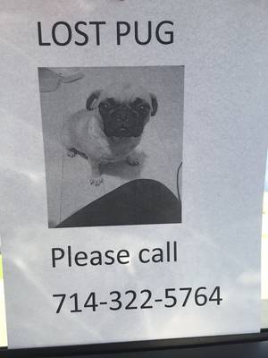 Safe Pug in Menifee, CA
