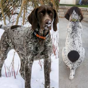 Safe German Shorthaired Pointer in Corfu, NY