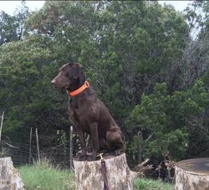 Safe Labrador Retriever in Wimberley, TX