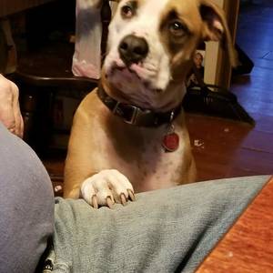 Safe Boxer in Pittston, PA