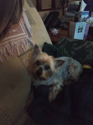 Safe Yorkshire Terrier in Ancram, NY