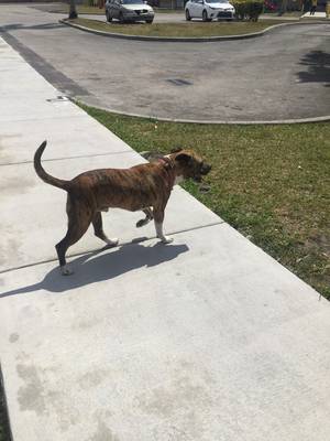 Safe Dog in Miami, FL