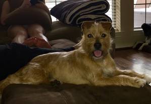 Safe Irish Terrier in McKinney, TX