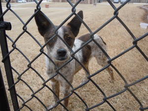 Safe Dog in Oklahoma City, OK