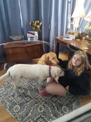 Safe Labrador Retriever in Eighty Four, PA