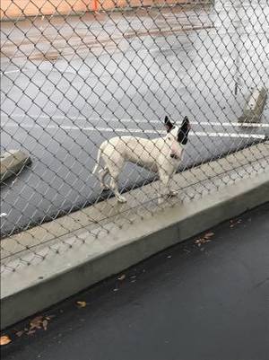 Safe Bull Terrier in Pacoima, CA
