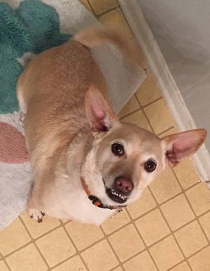 Safe Chihuahua in Vista, CA