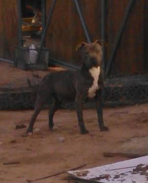 Safe Pit Bull in Apple Valley, CA
