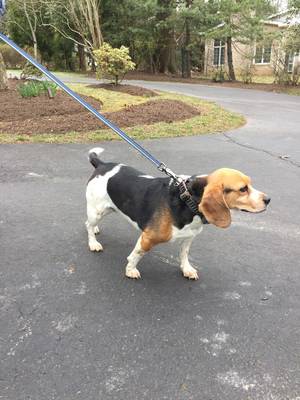 Safe Beagle in Bethesda, MD