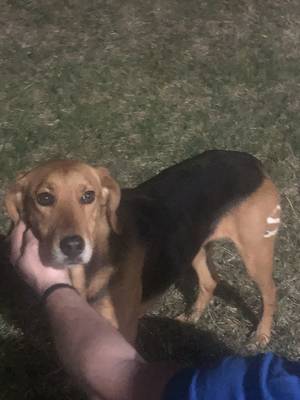 Safe Beagle in Fredericksburg, VA