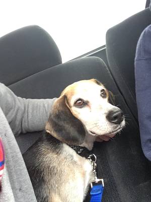 Safe Beagle in Barto, PA