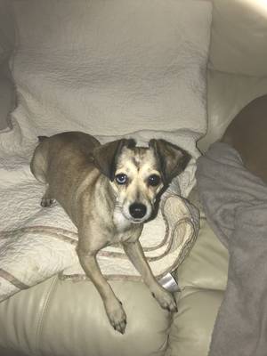 Safe Chihuahua in Cleveland, TX