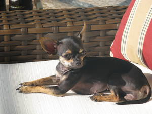 Safe Chihuahua in Cape Coral, FL