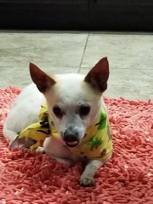 Safe Chihuahua in Oxnard, CA