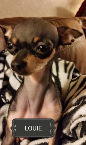 Safe Chihuahua in Kenosha, WI