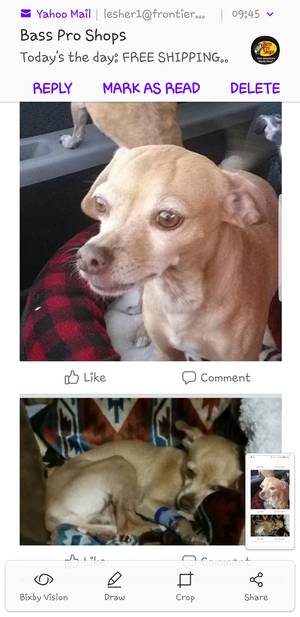 Safe Chihuahua in Trenton, FL