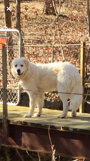 Safe Great Pyrenees in Bonne Terre, MO