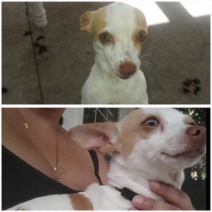 Safe Chihuahua in Deland, FL US