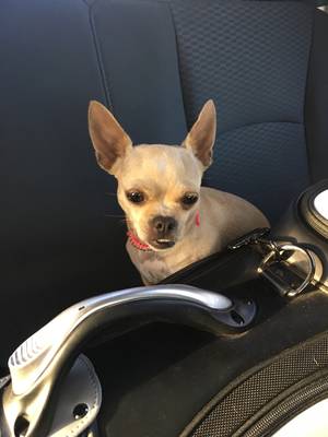 Safe Chihuahua in Sylmar, CA
