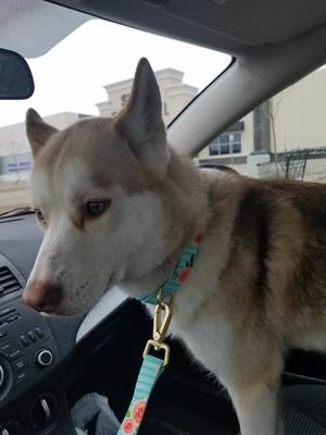 Safe Siberian Husky in Mount Airy, NC